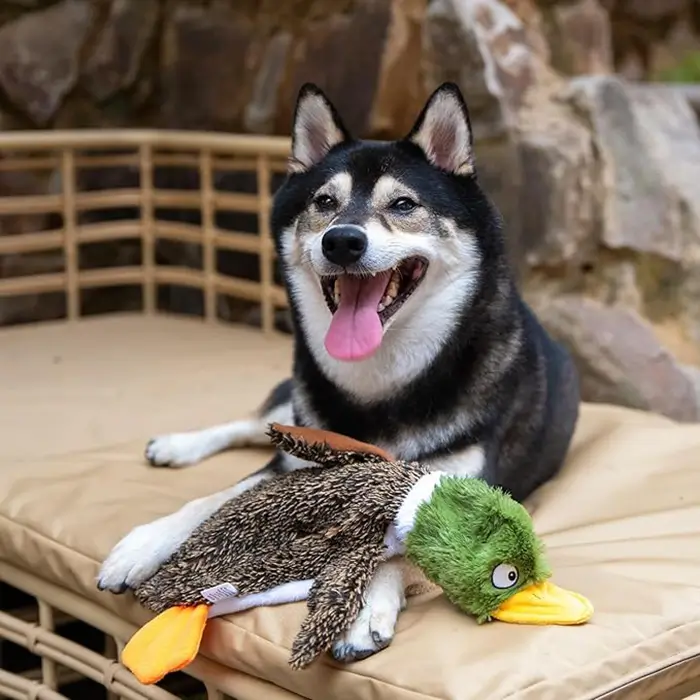 Productos para Mascotas